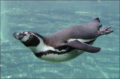 20120520-penguins Schwimmender-Pinguin.jpg